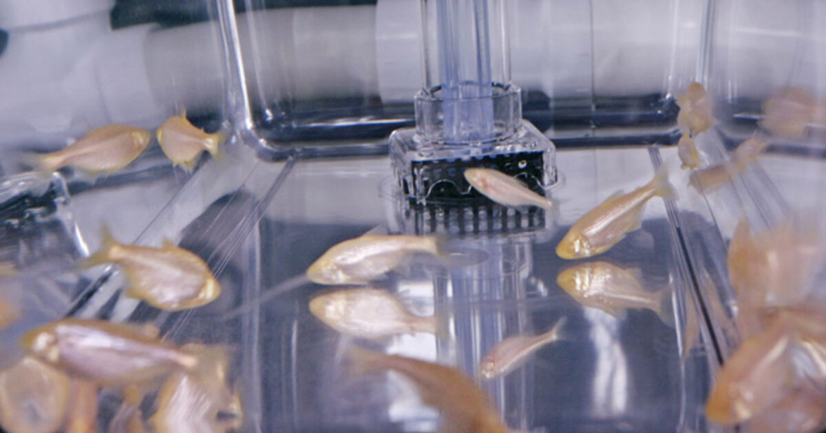 From cavefish to humans:… | Stowers Institute for Medical Research