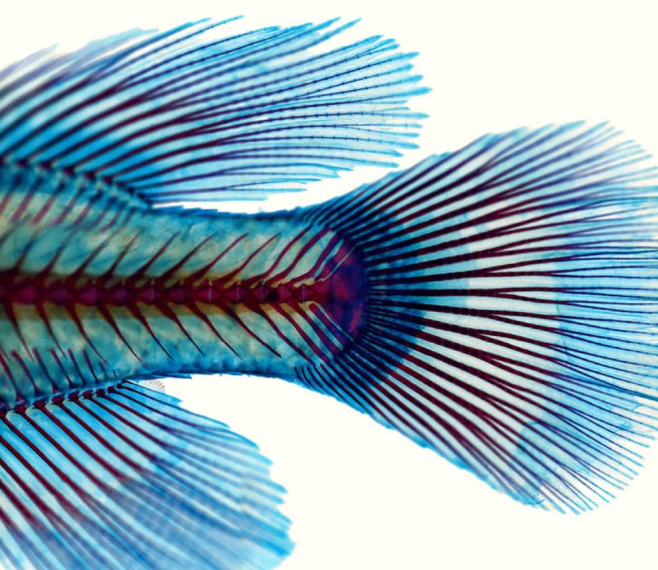 A closeup of the back fins and tail of a fish as seen under a microscope