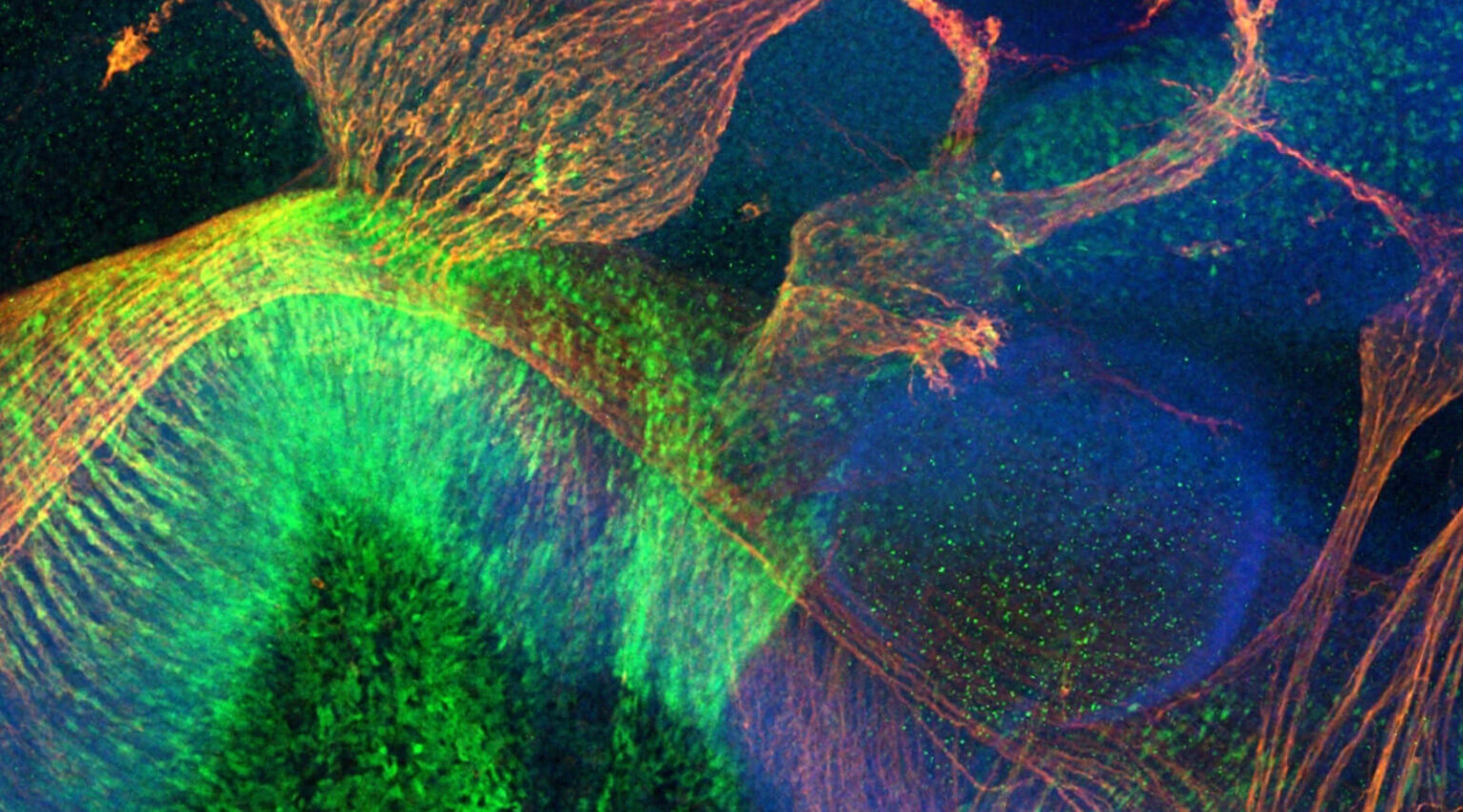 Fluorescent microscopy image