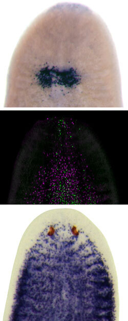 Planarian stem cells