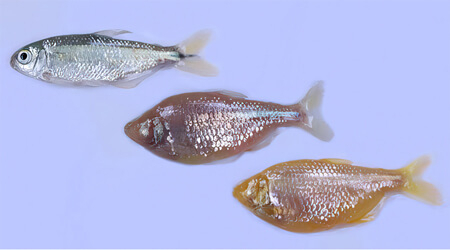 One surface fish and two cavefish