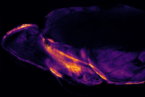 Microscopy image from the Ron Yu lab