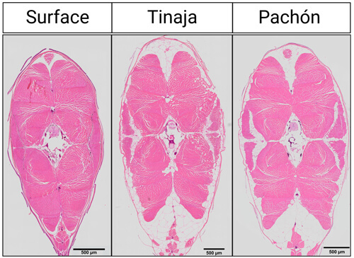 Stained slides of surface fish and cavefish