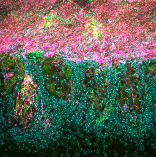 Microscopy image from the Ron Yu lab