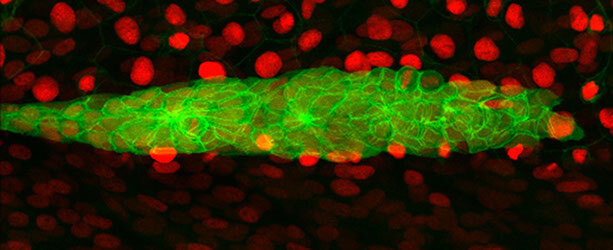 Microscopy image of zebrafish