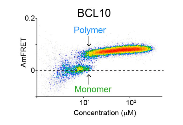The switch-like nature of… | Stowers Institute for Medical Research