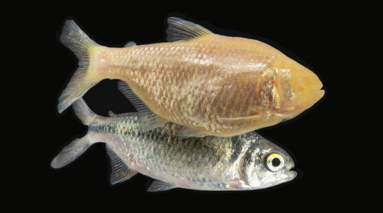 Cavefish and surface fish swimming