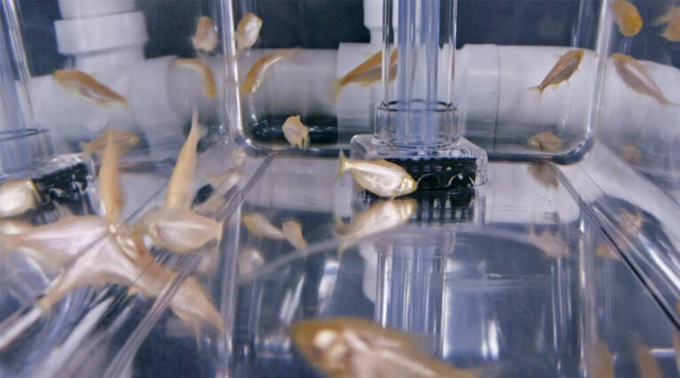 Cavefish swimming in water