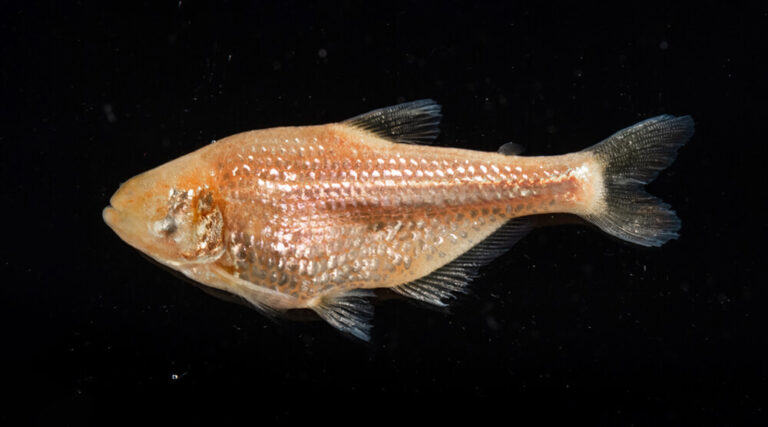 A blind cavefish swimming in a dark tank.