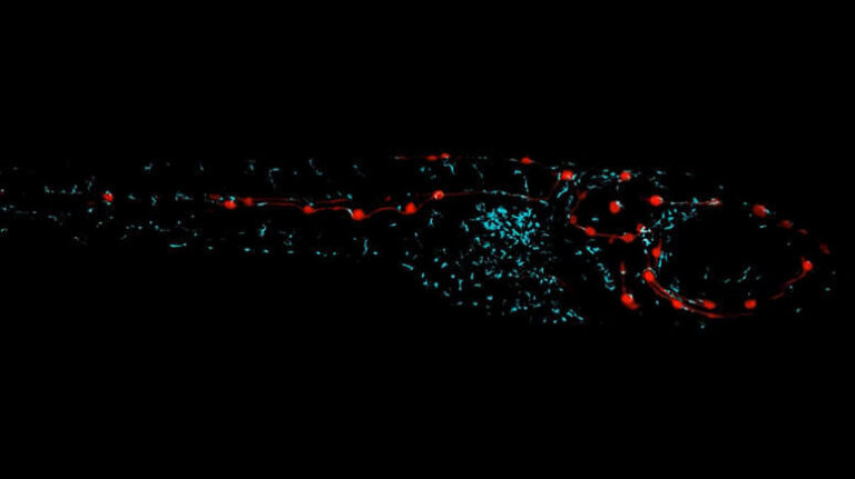 Zebrafish sensory organs
