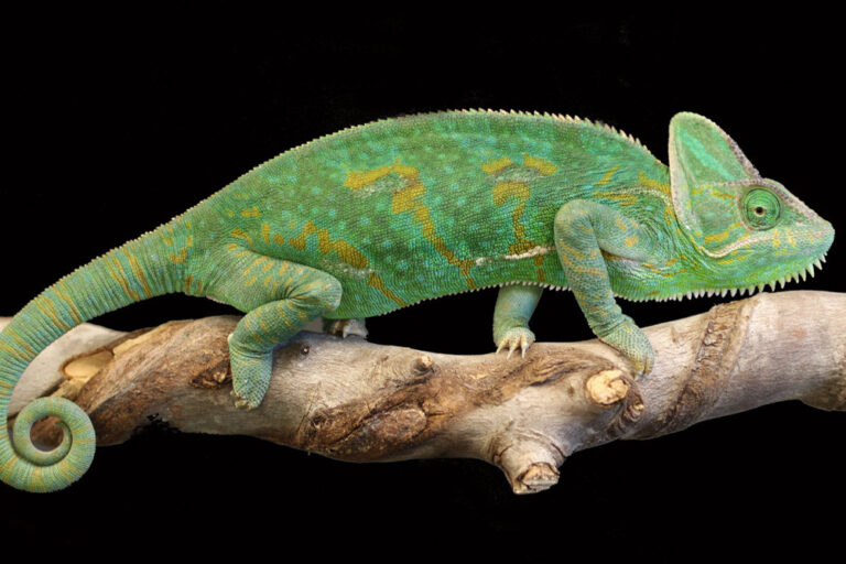 Chameleon on branch