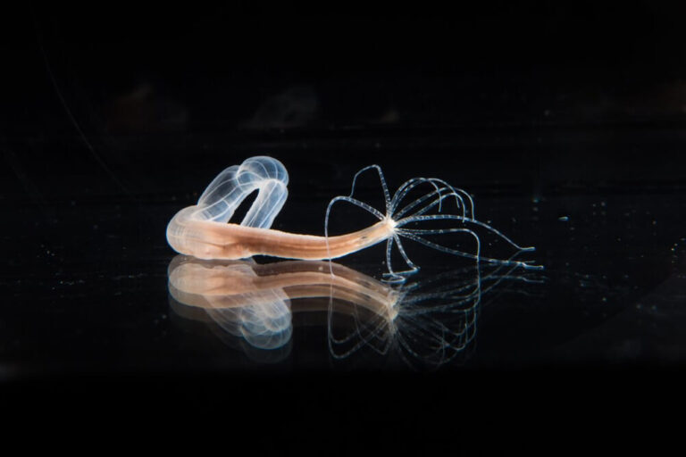 Nematostella vectensis