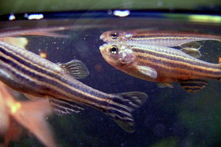 Zebra fish