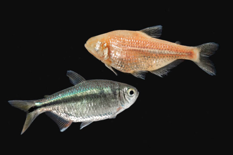 Two species of the Mexican tetra fish, Astyanax mexicanus: the surface-dwelling river fish (left) and the cavefish (right).