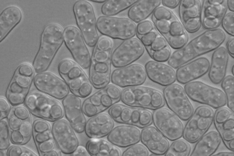 Yeast
