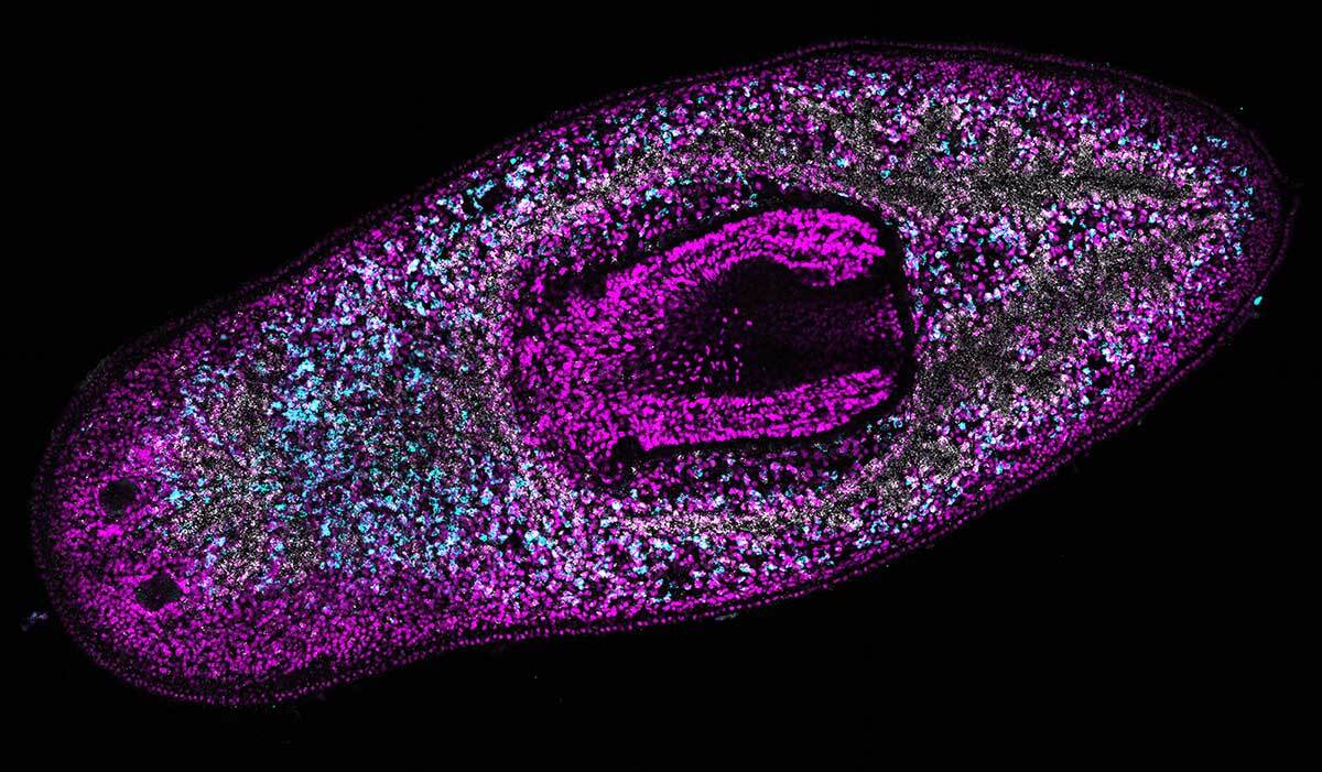 Where the wild things are:… | Stowers Institute for Medical Research